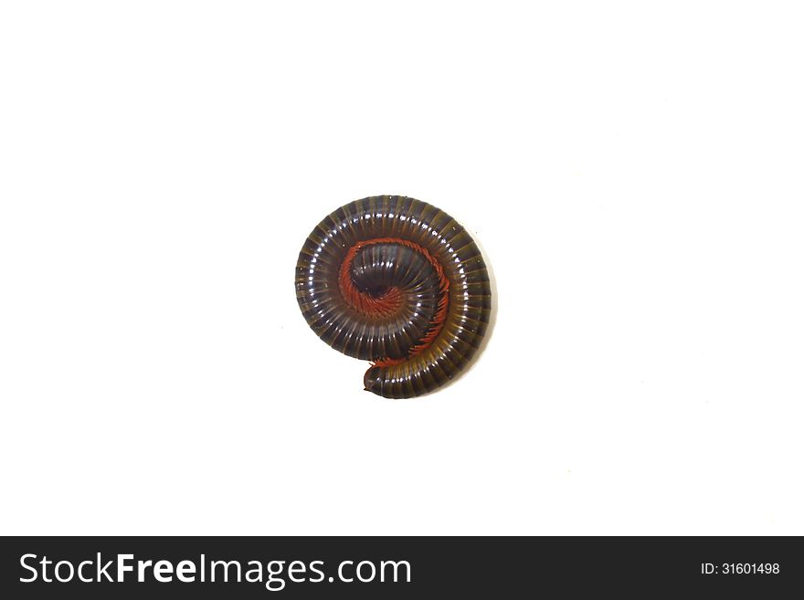 Tropical millipede isolated on white background