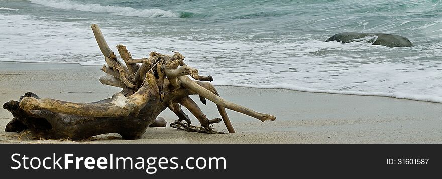 A wash away tree stranded on the beach. A wash away tree stranded on the beach