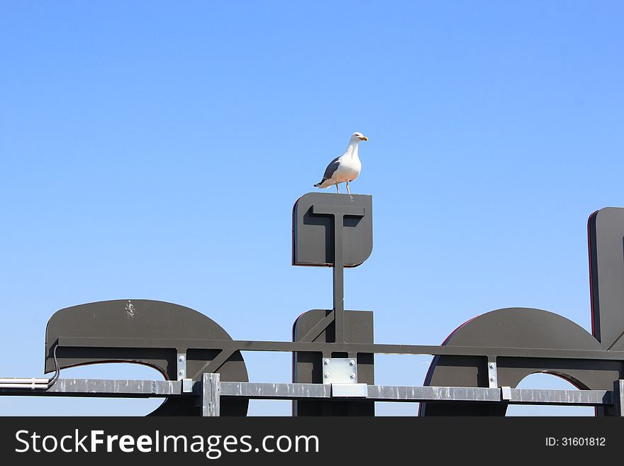 Seagull standing,waiting and looking on a neon. Seagull standing,waiting and looking on a neon