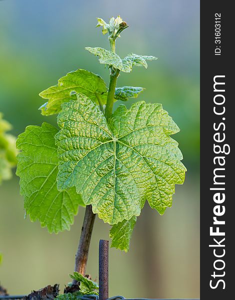 Beautiful rows of grapes in spring at the sunset light. Beautiful rows of grapes in spring at the sunset light