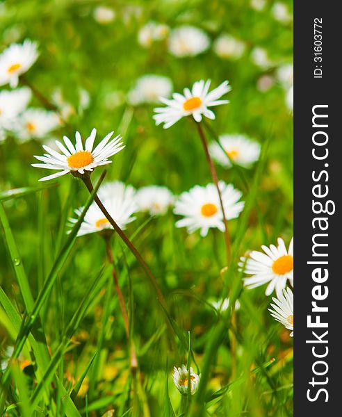 Spring Meadow With Golden Daisies.