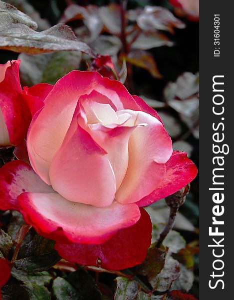 Image of a beautiful rose in the Queen Marys Rose Garden