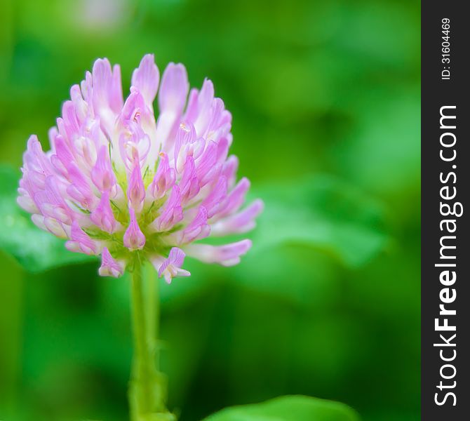 Beautiful Purple Flower in the Garden against the Green Blurred Background. Beautiful Purple Flower in the Garden against the Green Blurred Background