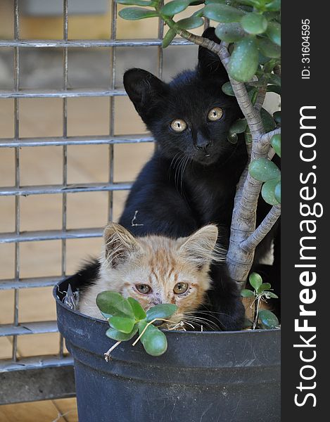 Due stupendi gattini in un vaso con una piantina uno rossiccio e uno nero che osservano curiosi. Due stupendi gattini in un vaso con una piantina uno rossiccio e uno nero che osservano curiosi