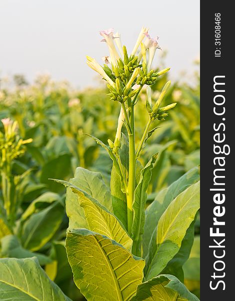 Closeup Tobacco Fields