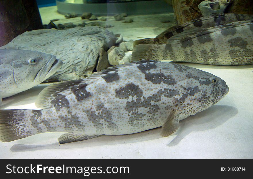 Napoleon Fish, Or Maori Wrasse &x28;lat. Cheilinus Undulatus&x29;.