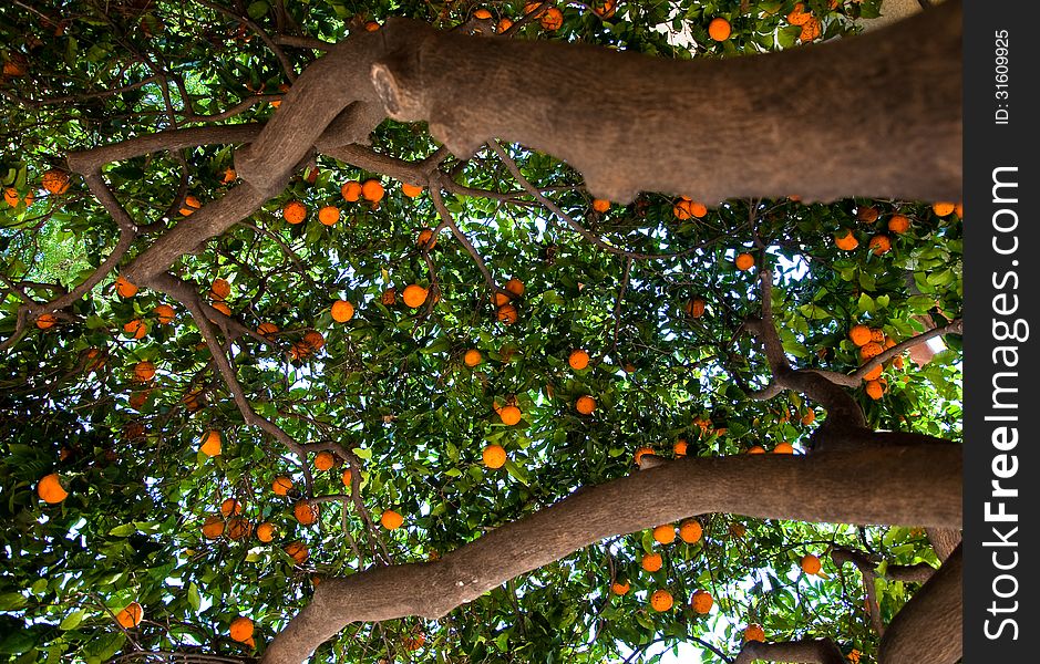 Mandarin tree in park of Barcelona. Mandarin tree in park of Barcelona.