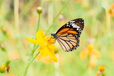 Monarch Butterfly Stock Image Monarch Butterfly Stock Image