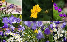 Spring Flowers Royalty Free Stock Images