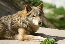 Grey Wolf Stock Photography
