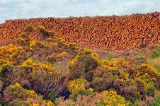 Cut Down Trees, Castletower, Caithness, Scotland,Uk. Stock Image