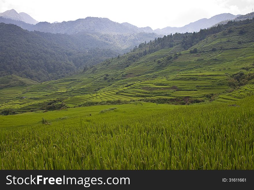 Paddy fields in northern Vietnam