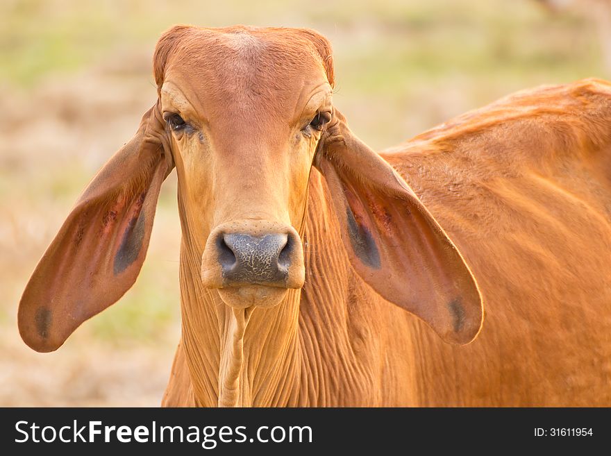 Cow Red Stands On The Background Of The Milky Sky Looks Smart