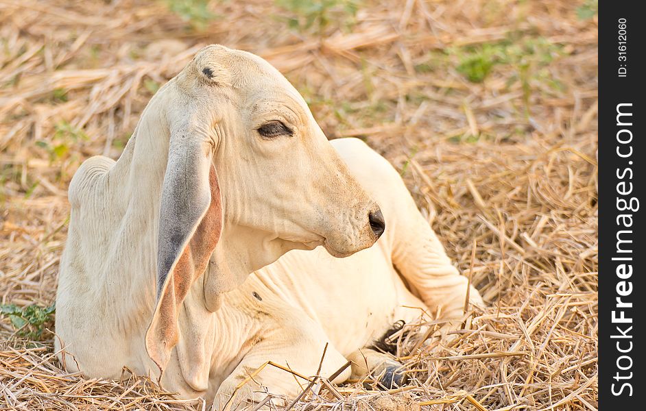 Young cow on a summer pasture