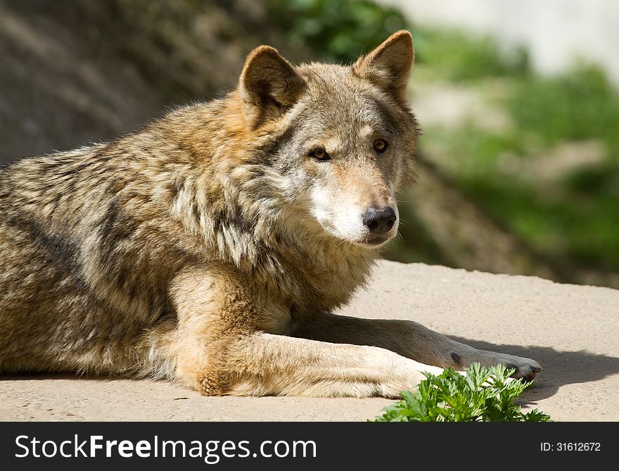 Grey wolf (Canis lupus) Portrait