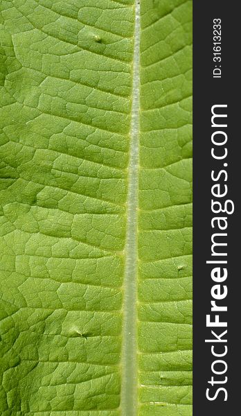 Green Leaf Macro View On Veins.