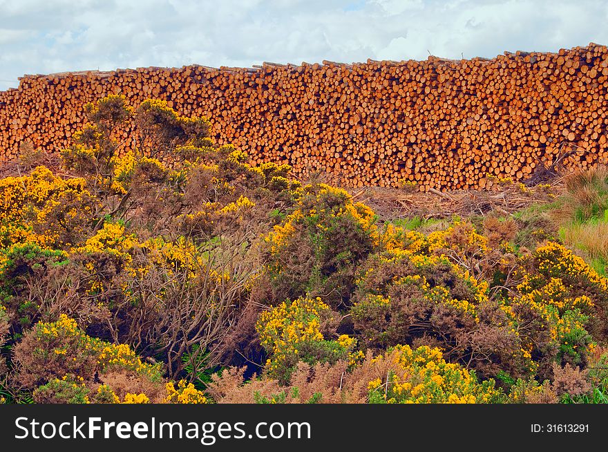 Cut down Tree, Wick, Castletown, Caithness, Scotland, UK. Cut Tree on the on the Castletown According to data from the Global Forest Resource Assessment roughly 80,000 to 160,000 trees are cut down each day around the world with a significant percentage being used in the paper industry. According to data from the Global Forest Resource Assessment roughly 80,000 to 160,000 trees are cut down each day around the world with a significant percentage being used in the paper industry. About 100 trees are cut per minute. After doing the math, I got about 1.6 or one and a half trees per second. That is a huge number. Tree density in primary forests varies from 50,000-100,000 trees per square km, so the math would put this number at 3.5 billion to 7 billion trees cut down each year. A new study finds there are more trees on Earth than was thought, but we&#x27;re not planting enough to keep up with deforestation. ... Before 38 scientists got together to crunch some seriously big data, it was estimated that there were about 400 billion trees left on Earth. Luckily, the scientists were a few trillion off. FILTHY AIR: Without trees, humans would not be able survive because the air would be unsuitable for breathing. If anything, people would have to develop gas masks that filter the little oxygen that would be left in the air. ... Anyway, trees take carbon from the atmosphere through photosynthesis in order to make energy. Cut down Tree, Wick, Castletown, Caithness, Scotland, UK. Cut Tree on the on the Castletown According to data from the Global Forest Resource Assessment roughly 80,000 to 160,000 trees are cut down each day around the world with a significant percentage being used in the paper industry. According to data from the Global Forest Resource Assessment roughly 80,000 to 160,000 trees are cut down each day around the world with a significant percentage being used in the paper industry. About 100 trees are cut per minute. After doing the math, I got about 1.6 or one and a half trees per second. That is a huge number. Tree density in primary forests varies from 50,000-100,000 trees per square km, so the math would put this number at 3.5 billion to 7 billion trees cut down each year. A new study finds there are more trees on Earth than was thought, but we&#x27;re not planting enough to keep up with deforestation. ... Before 38 scientists got together to crunch some seriously big data, it was estimated that there were about 400 billion trees left on Earth. Luckily, the scientists were a few trillion off. FILTHY AIR: Without trees, humans would not be able survive because the air would be unsuitable for breathing. If anything, people would have to develop gas masks that filter the little oxygen that would be left in the air. ... Anyway, trees take carbon from the atmosphere through photosynthesis in order to make energy.