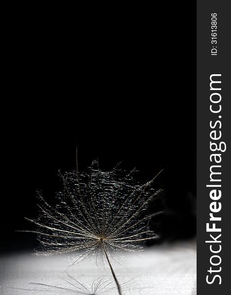 Dandelion on a black background ad space. Dandelion on a black background ad space