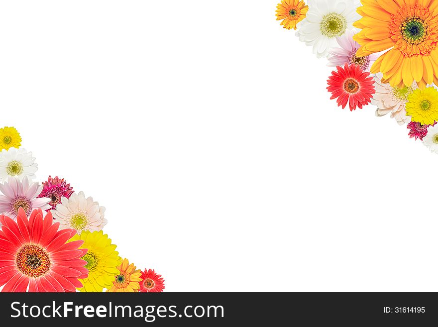 Transvaal daisy isolated on a white background of the letter-size. Transvaal daisy isolated on a white background of the letter-size