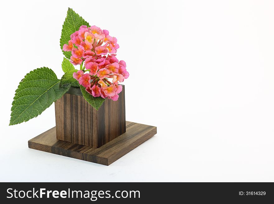 Photographed Kalanchoe and wood block in a white back ground