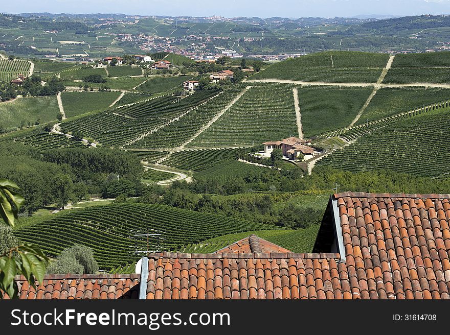 View On Vineyards Near Alba, Italy