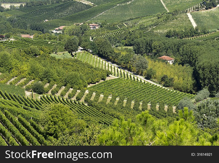 View On Vineyards Near Serralunga, Italy