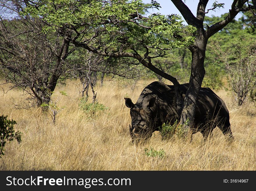 White rhino in the South African bush. White rhino in the South African bush