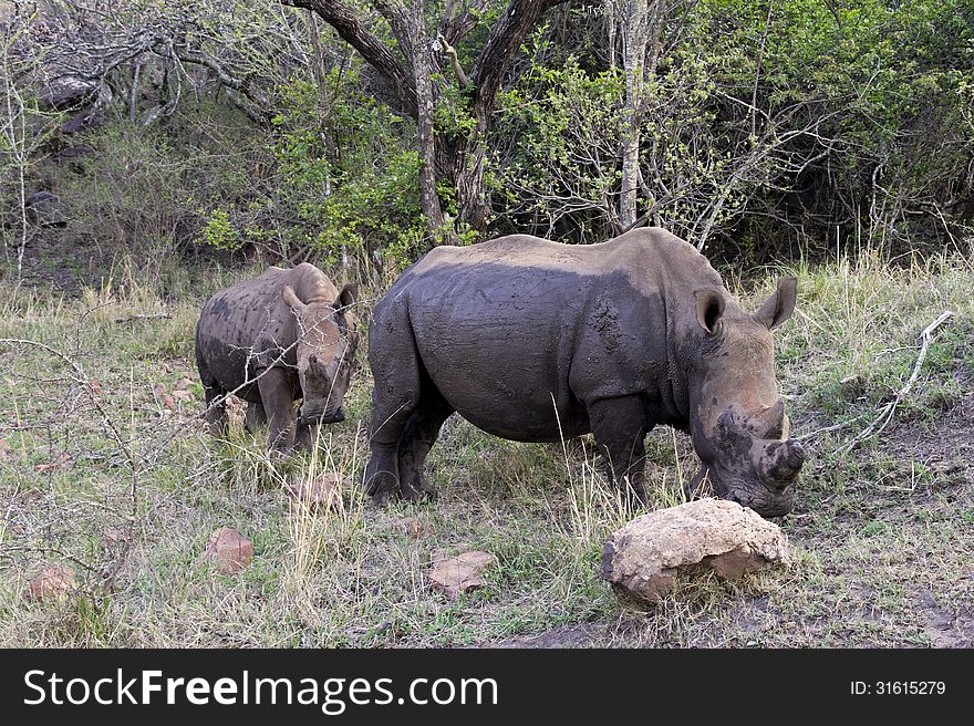 White rhinos in the South African bush. White rhinos in the South African bush