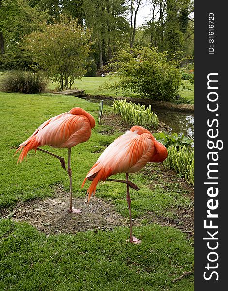 Pink flamingo&#x27;s on one leg