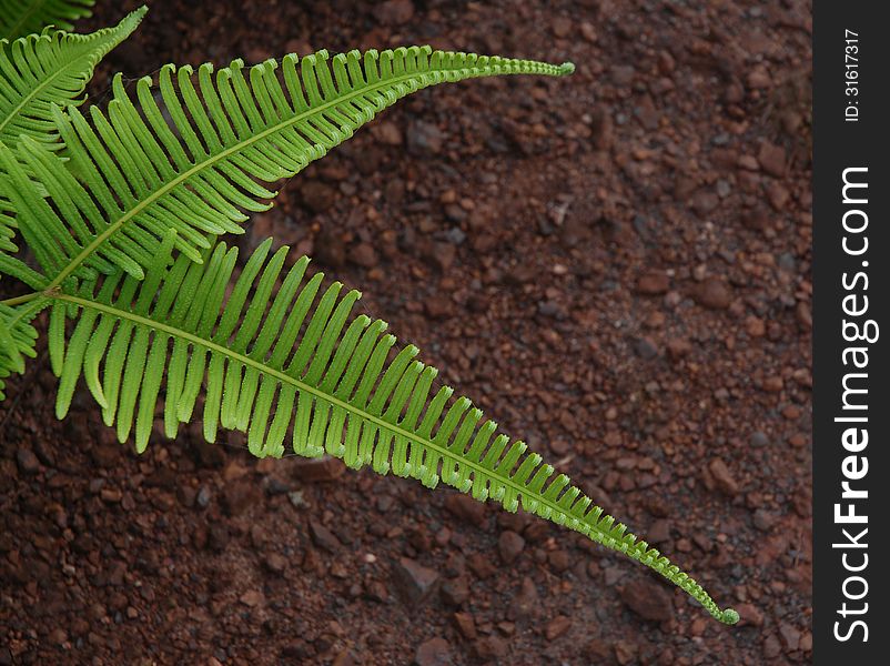 Green leaves and soil background