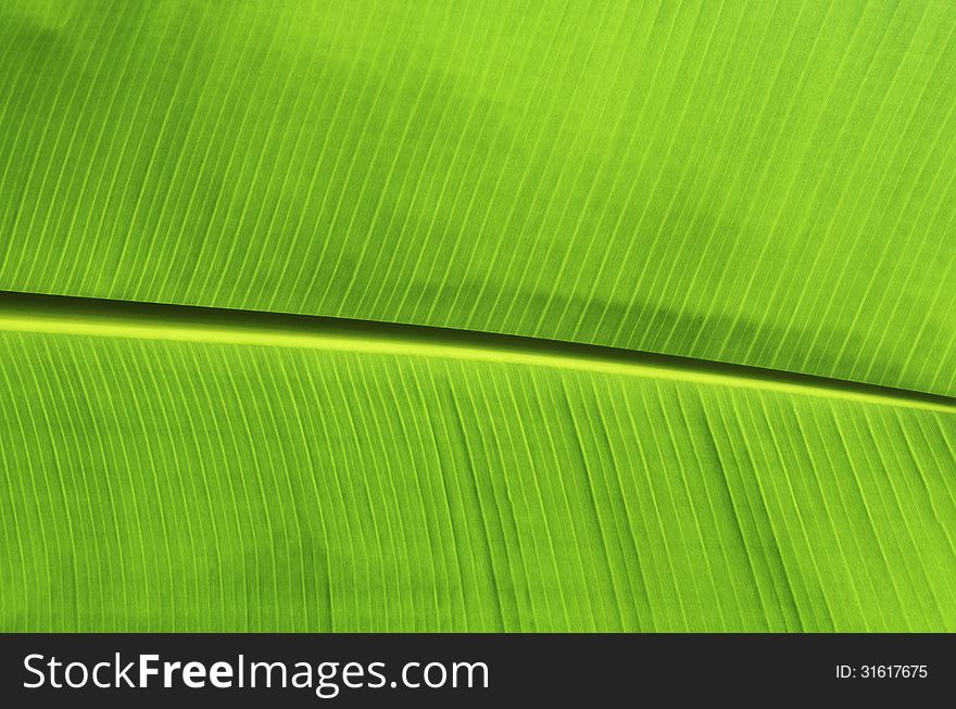 Green banana leaves of the banana tree. Green banana leaves of the banana tree