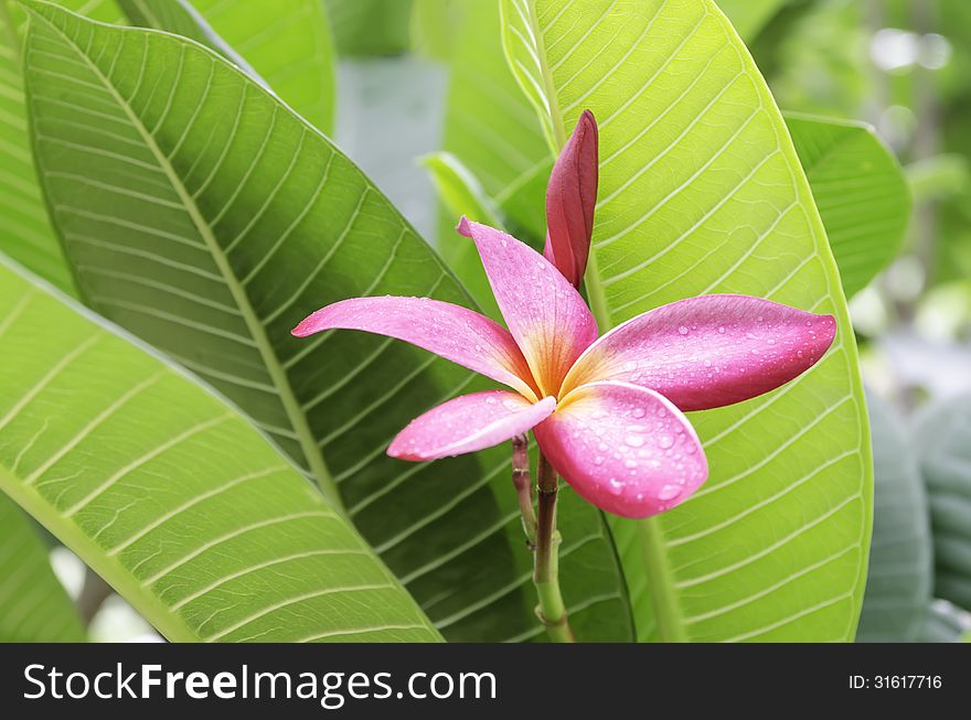 The red frangipani with green Leaves background