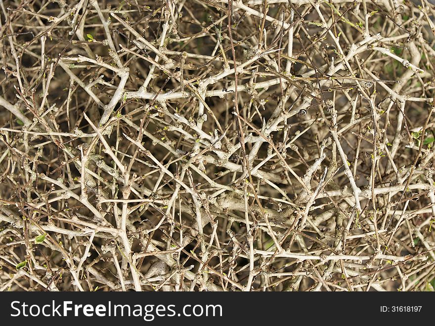 Branch and stick of leafless tree. Branch and stick of leafless tree