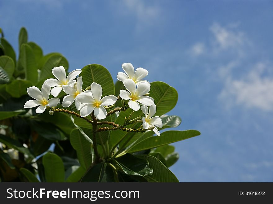 Bloom Frangipani on tree with blue sky background