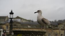 A Bird Goose At Bath Stock Photos