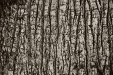 Tree Bark Texture Royalty Free Stock Photos