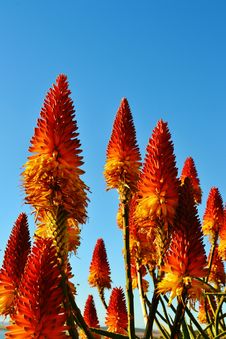 Aloe Blossoms Stock Images