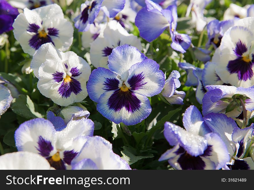 Violet purple pansy flowers, spray water on