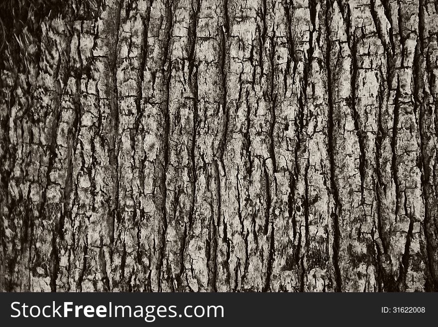 Toned texture of a tree bark. Toned texture of a tree bark