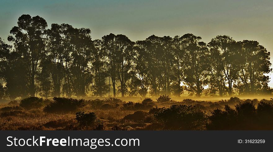 Landscape with bluegum trees at foggy sunrise. Landscape with bluegum trees at foggy sunrise