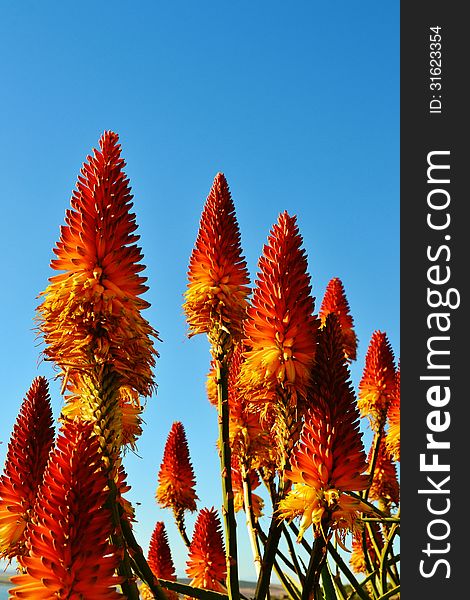 Close up of orange and yellow aloe blossoms