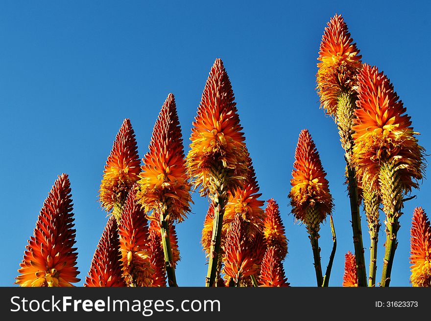 Close up of orange and yellow aloe blossoms