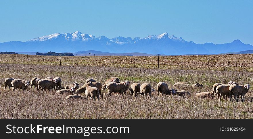 Landscape with sheep and ceres mountains in winter