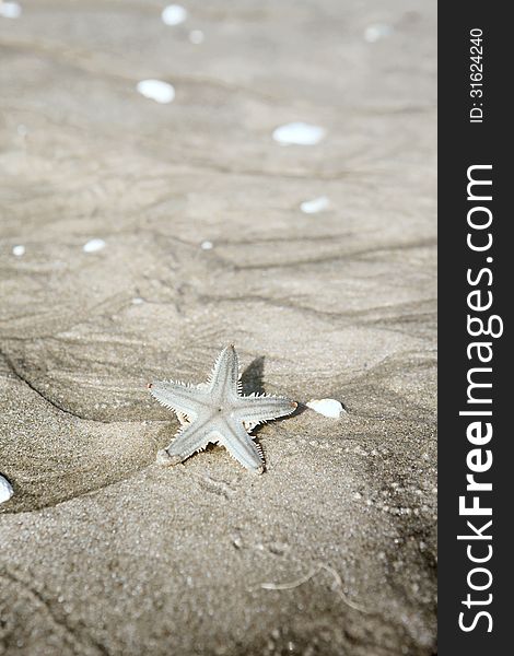 Starfish on sand. Summer vacation background