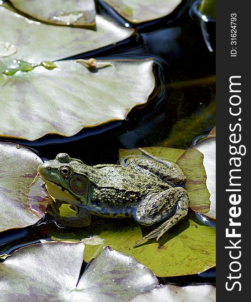 A handsome bullfrog sits atop of a lily pad in it's natural habitat. Bullfrogs are usually green to greenish-brown and some are spotted. Their eyes are gold or brown and they have a broad flat head and body. They grow on average to be about 3 and a half to 6 inches long in body length. Males have yellow throats and eardrums larger than the circumference of the eye. A handsome bullfrog sits atop of a lily pad in it's natural habitat. Bullfrogs are usually green to greenish-brown and some are spotted. Their eyes are gold or brown and they have a broad flat head and body. They grow on average to be about 3 and a half to 6 inches long in body length. Males have yellow throats and eardrums larger than the circumference of the eye.