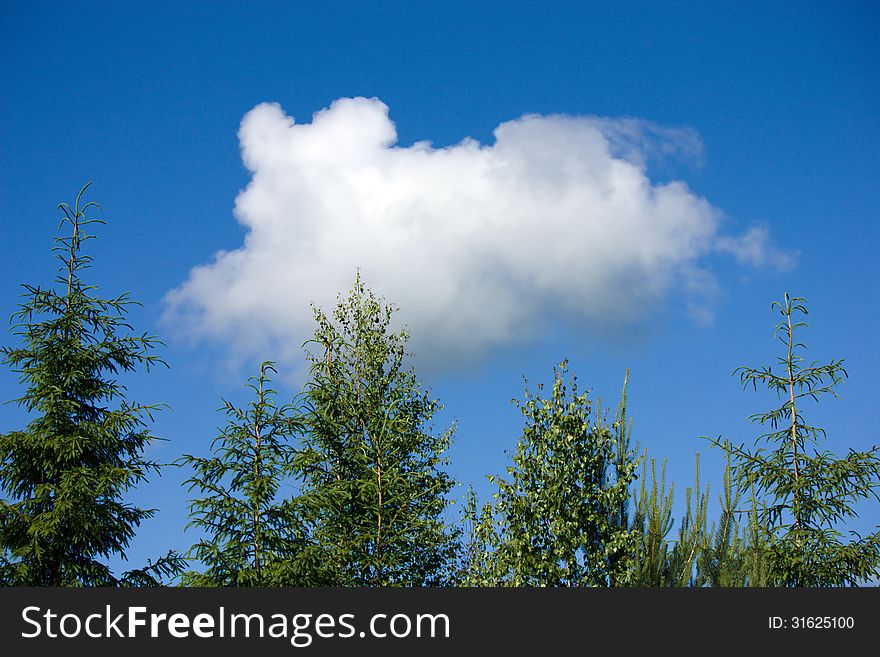 White cloud in the form of a running dog flying in the blue sky over the tops of green trees. White cloud in the form of a running dog flying in the blue sky over the tops of green trees