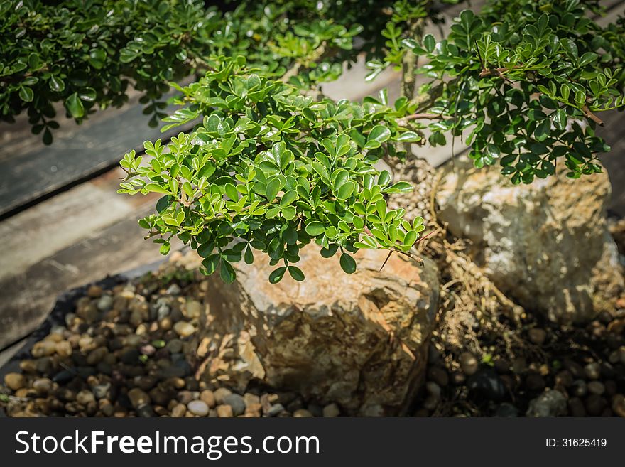 Close up bonsai with green leaf on wooden background. Close up bonsai with green leaf on wooden background