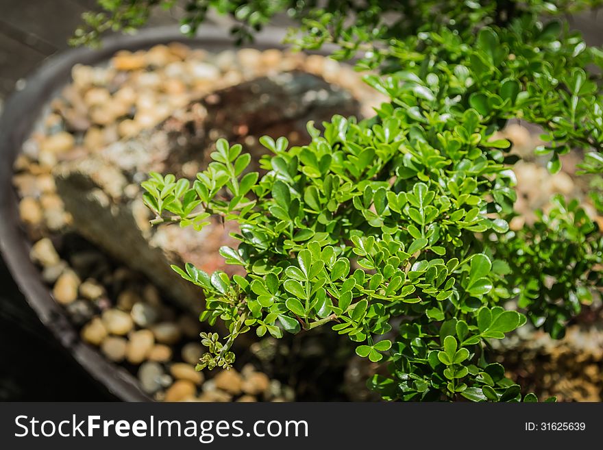 Bonsai On Wooden Background