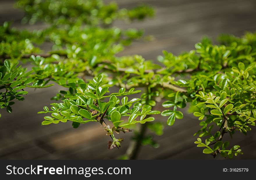 Close up bonsai with green leaf on wooden background. Close up bonsai with green leaf on wooden background