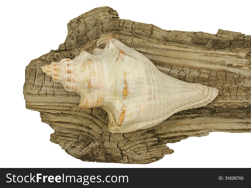 Single conch shell with driftwood background isolated. Single conch shell with driftwood background isolated